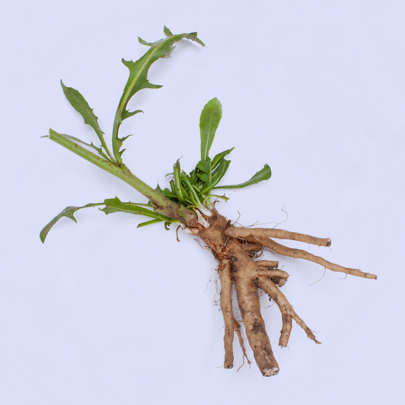 Chicory inulin