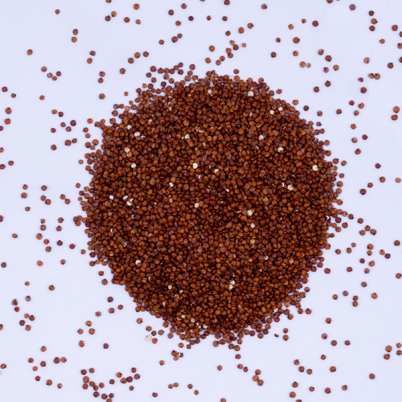 Organic red quinoa