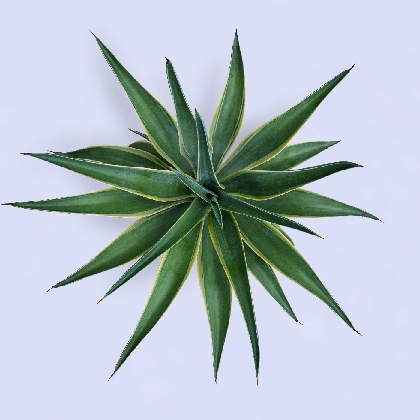 Agave